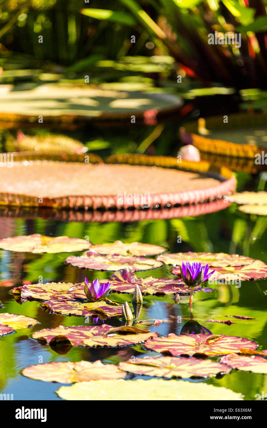Blooming waterlilies of different colors in water garden Stock Photo ...