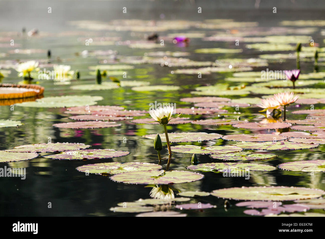 Blooming waterlilies of different colors in water garden Stock Photo ...