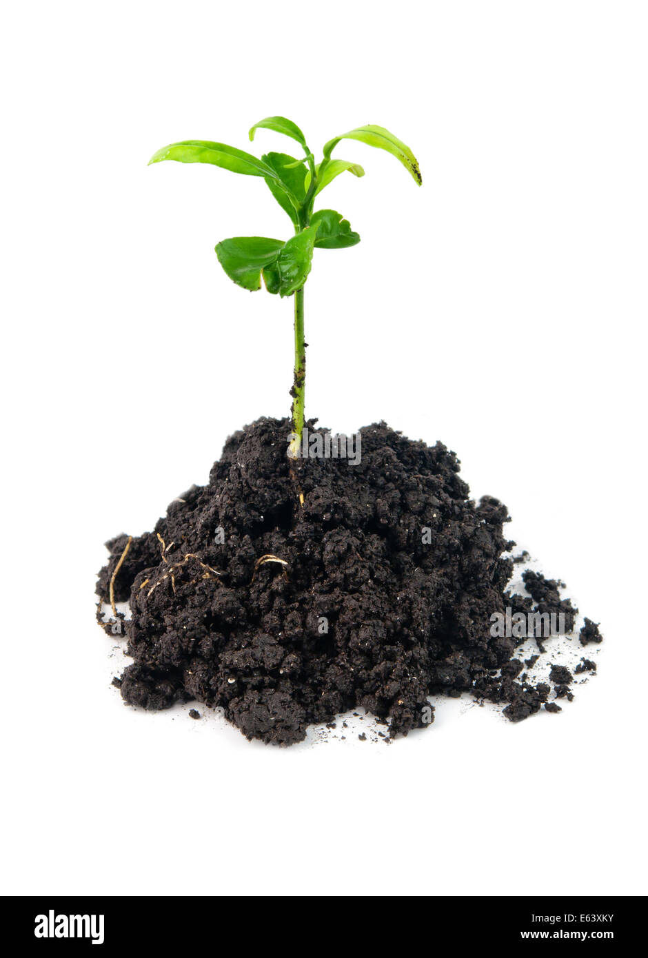 young green plant in soil isolated on white Stock Photo