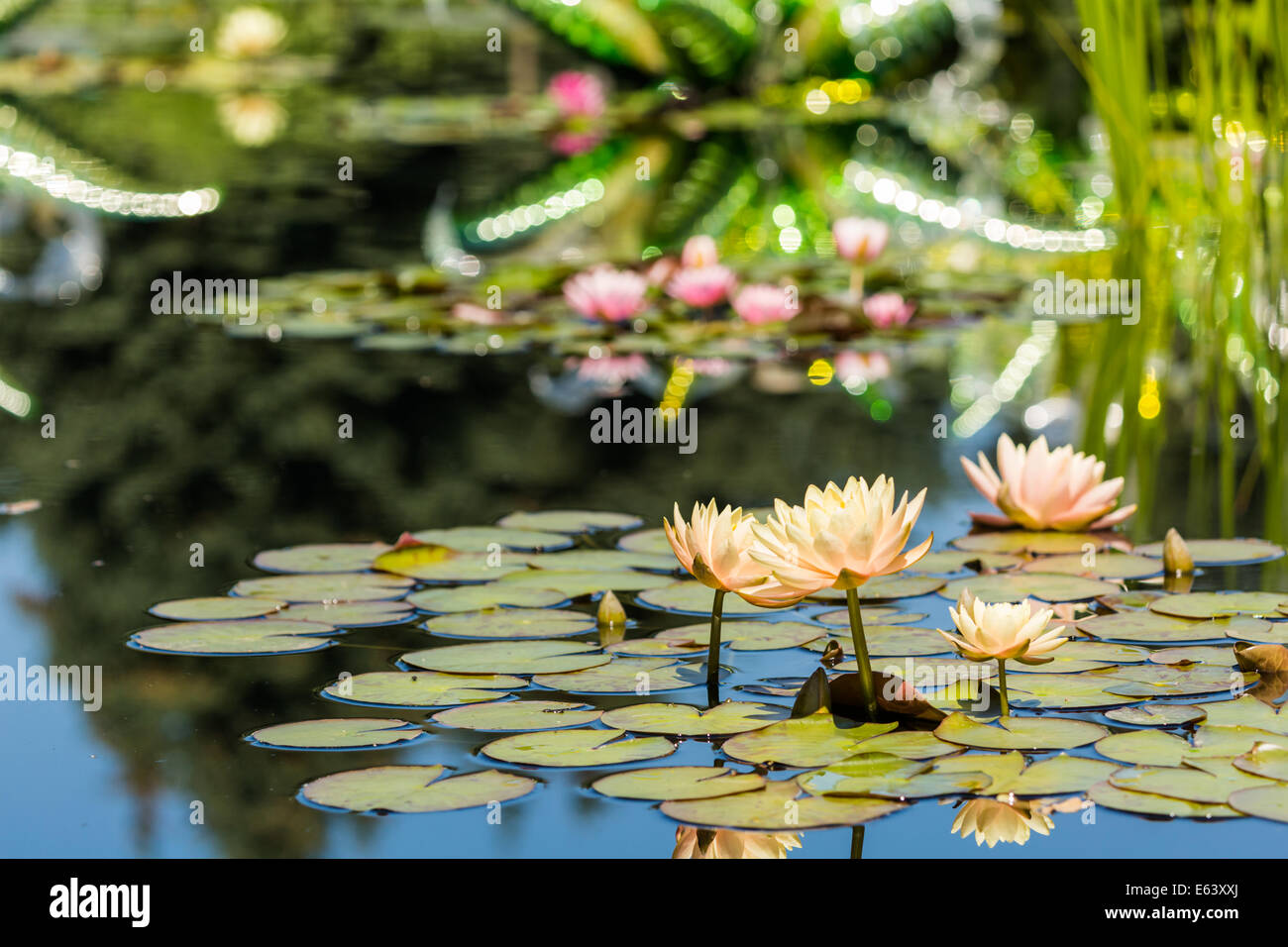 Blooming waterlilies of different colors in water garden Stock Photo ...