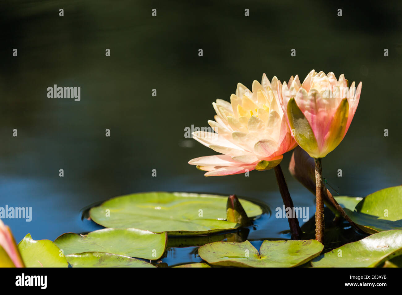 Blooming waterlilies of different colors in water garden Stock Photo ...