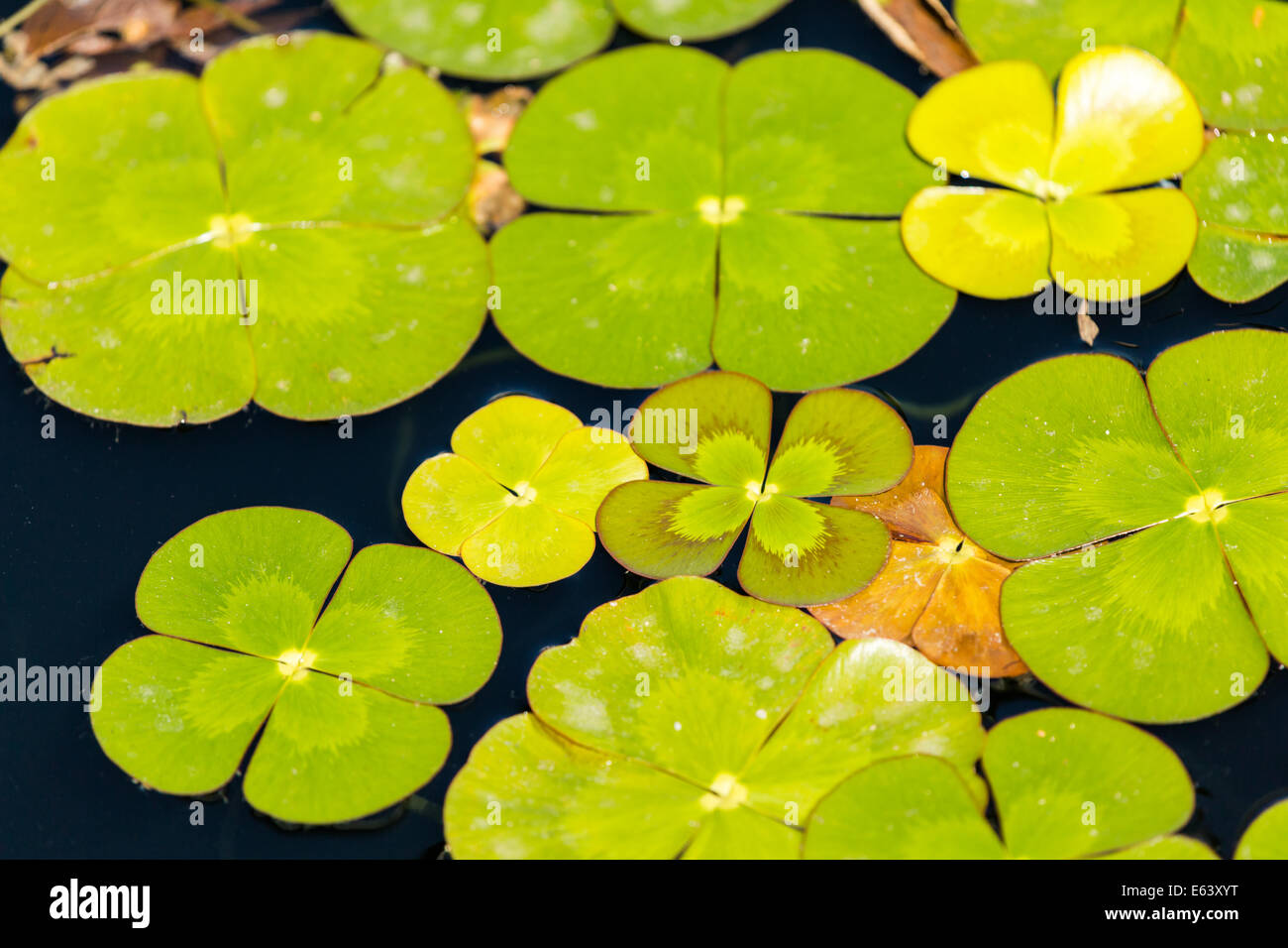 Water clover in water garden. Stock Photo