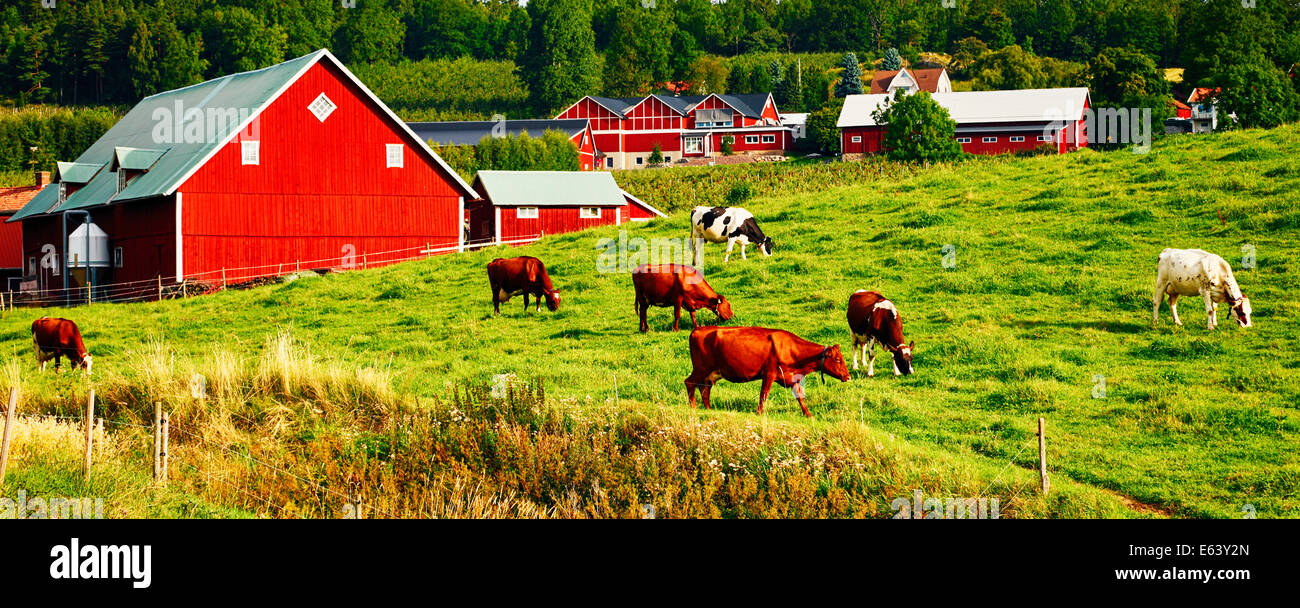 old red farm houses and grazing cattle, cows Stock Photo Alamy