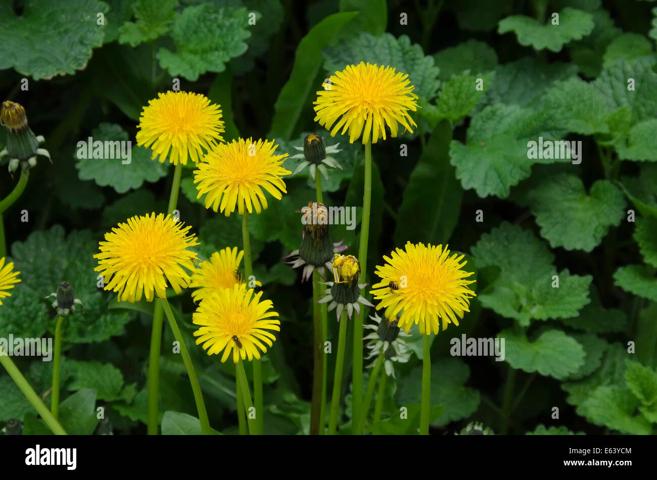 Closeup of a dandelion in a meadow of flowers. Stock Photo