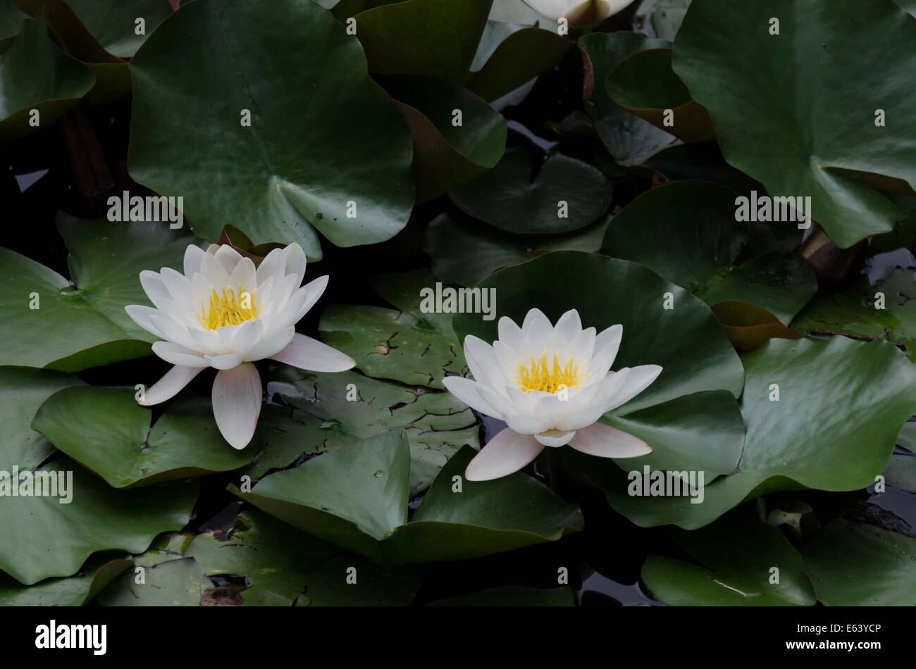 Water-lily blossom in lake Stock Photo
