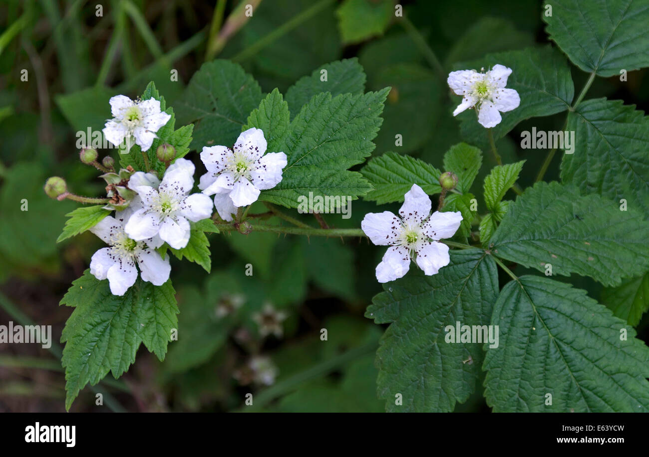 Twig of blackberry flowers with leaf at summertime Stock Photo