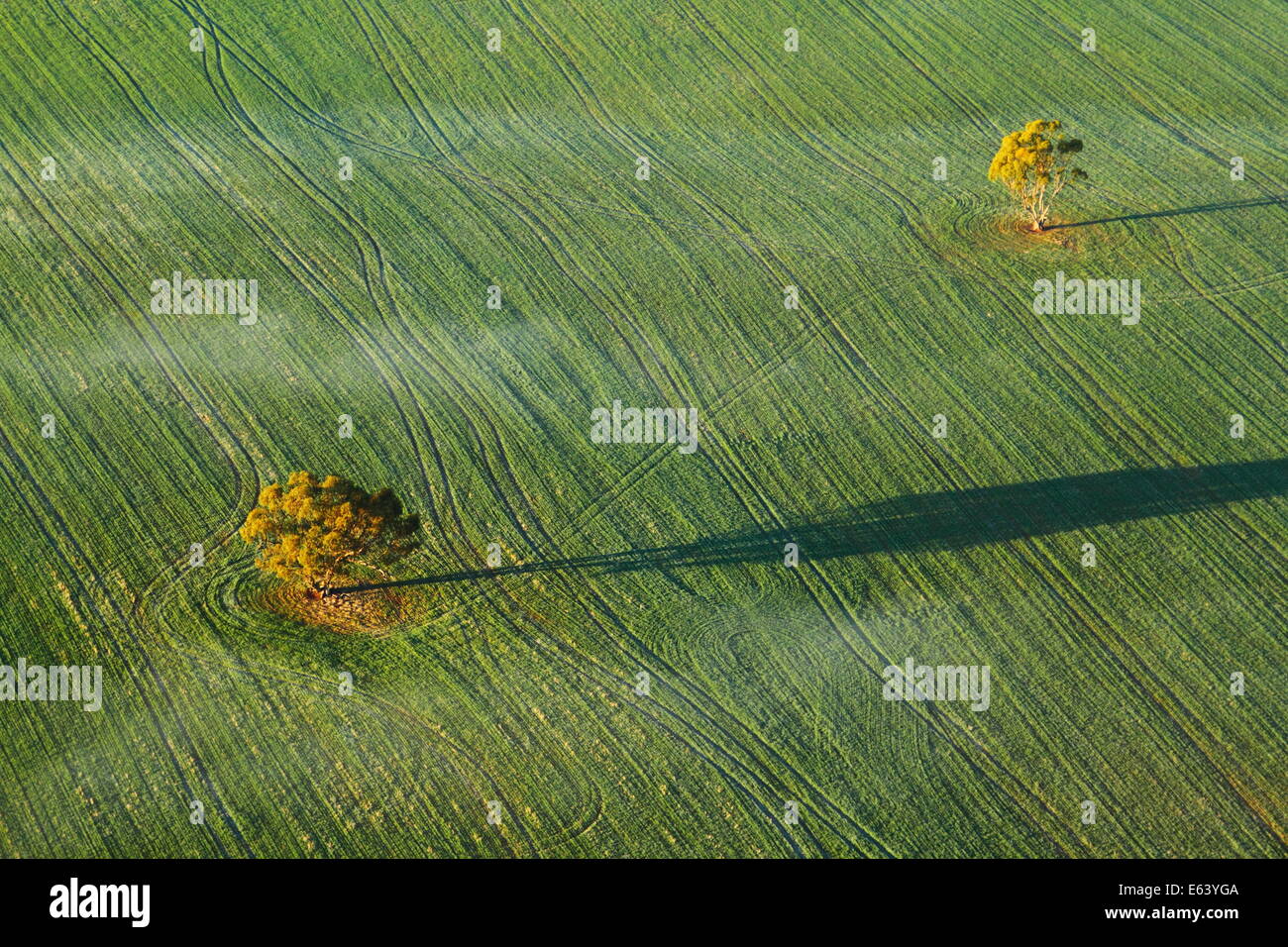 A pair of trees cast shadows upon a crop of wheat, viewed from a hot air balloon near Northam, Avon Valley, Western Australia. Stock Photo