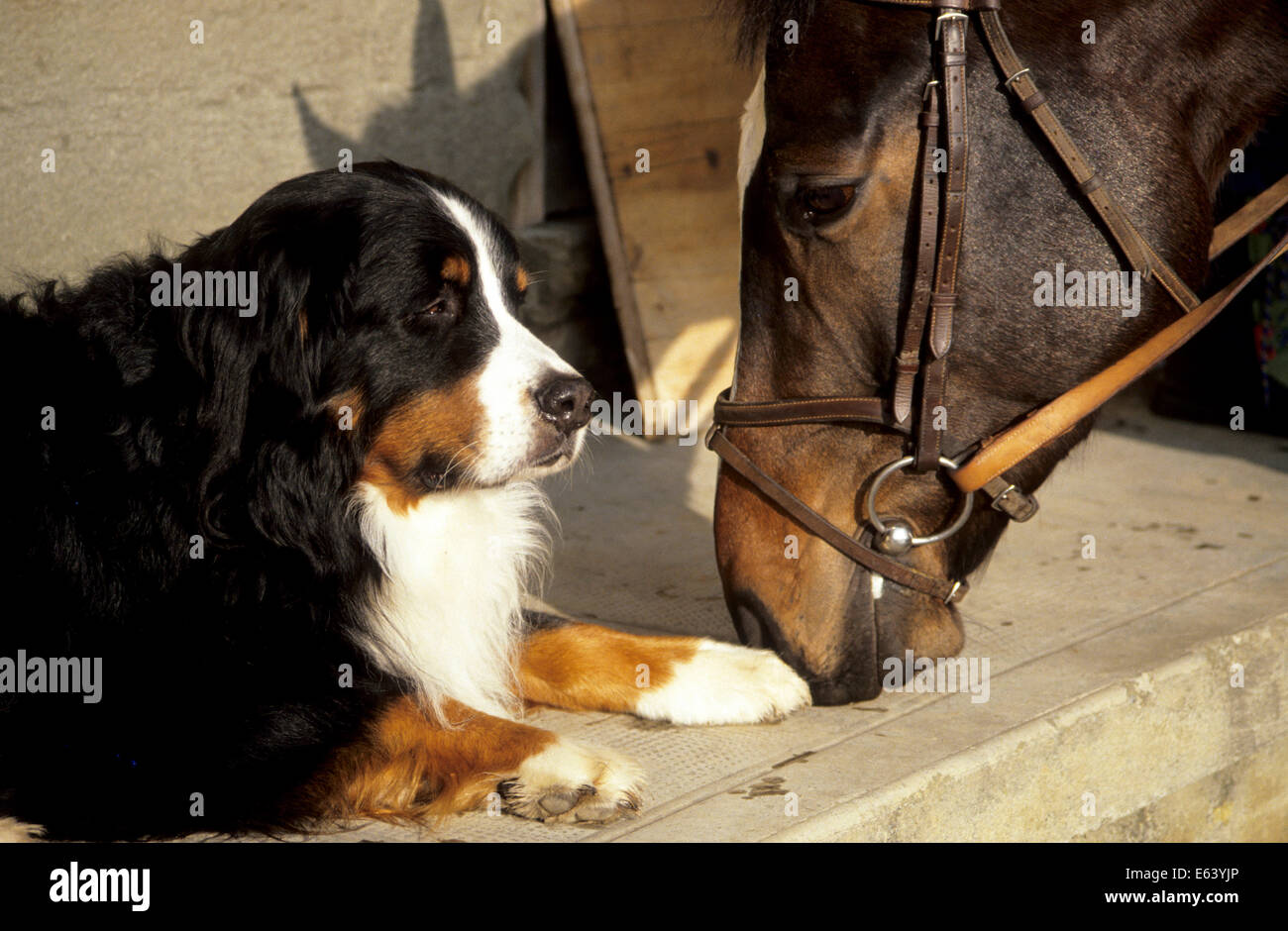 Domestic horse sniffing at Bernese Mountain Dog. Stock Photo