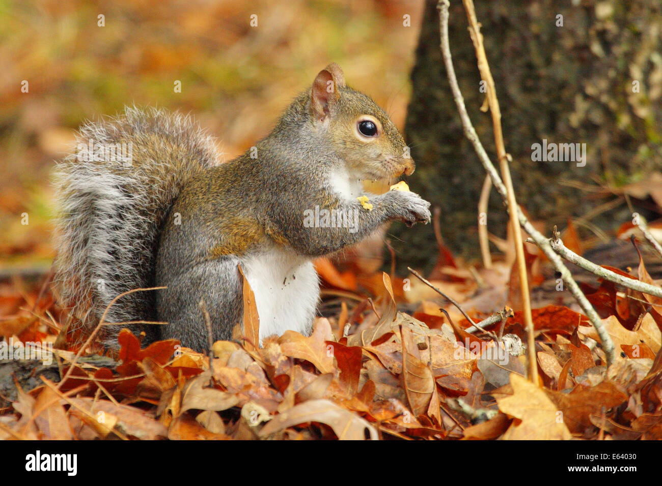 An Eastern Grey Squirrel eats among autumn leaves in the Great Smoky Mountains National Park, Tennessee, USA Stock Photo