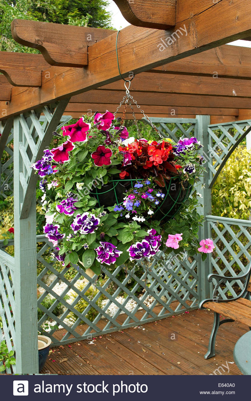 A blooming hanging basket hung on a garden pergola Stock Photo - Alamy