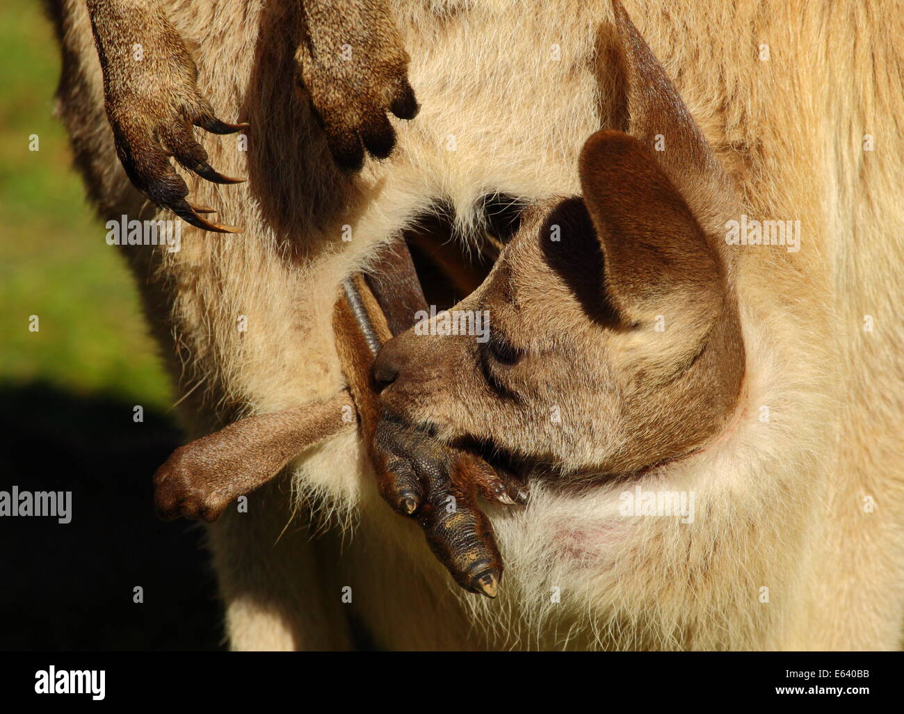 Eastern Grey Kangaroo joey looking out from mothers pouch in Queensland, Australia. Stock Photo