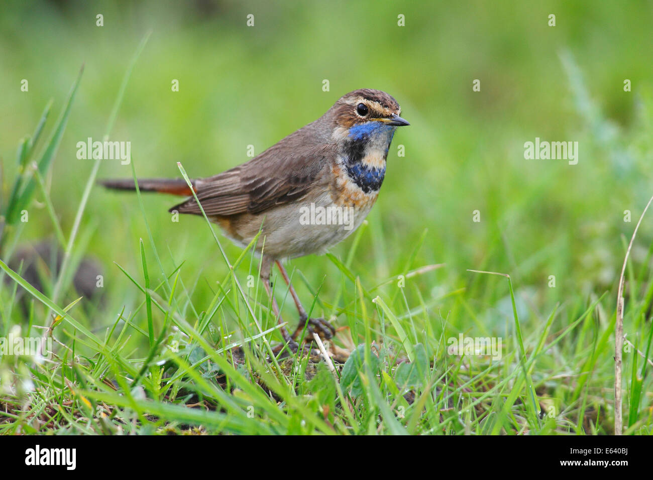 Bluethroat (Luscinia svecica cyanecula), female perched on grass, attentive, Lauwersmeer National Park, Holland, The Netherlands Stock Photo