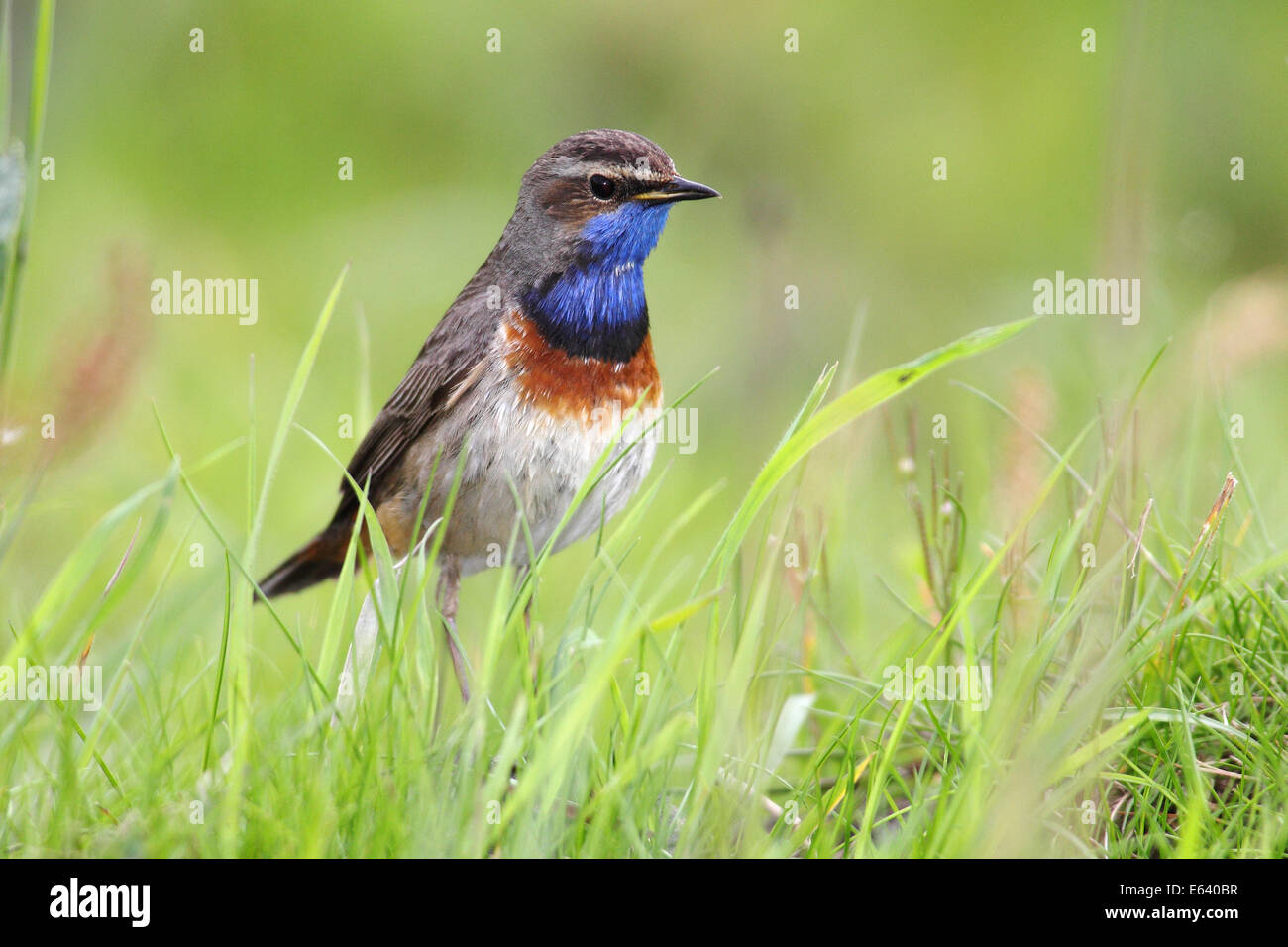 Bluethroat (Luscinia svecica cyanecula), male perched on grass, attentive, Lauwersmeer National Park, Holland, The Netherlands Stock Photo