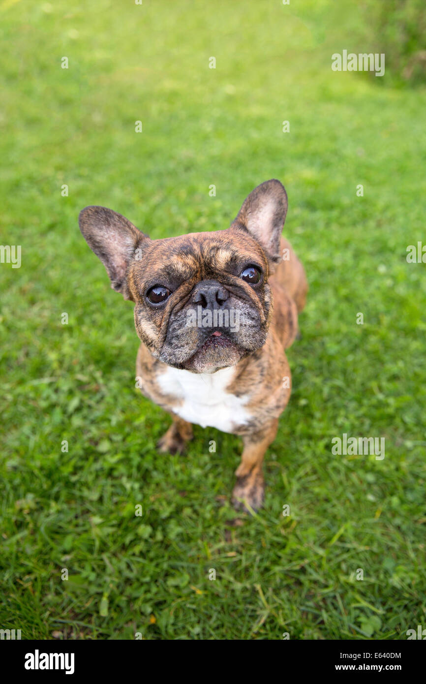 French Bulldog, attentive Stock Photo