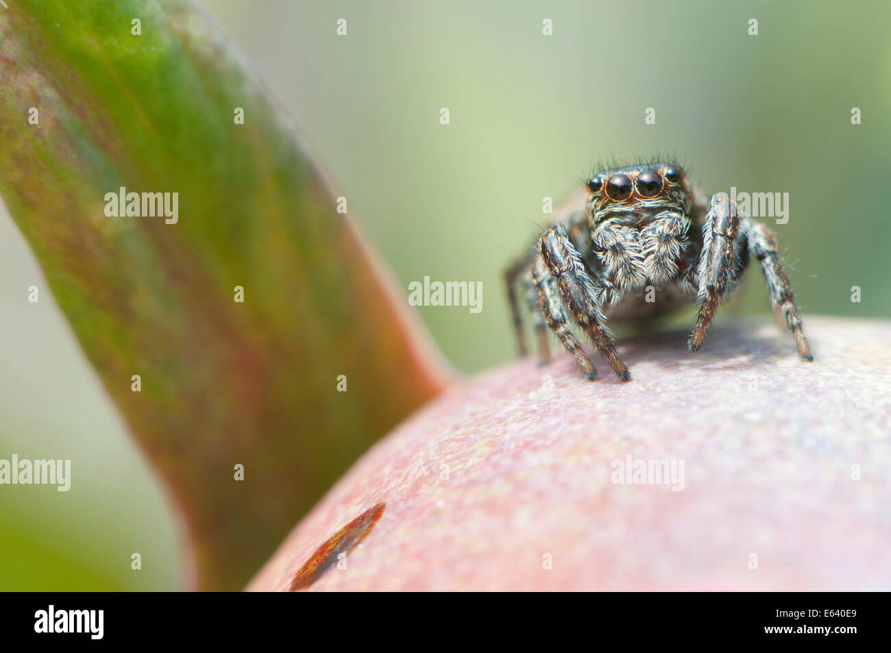 Jumping Spider (Marpissa muscosa) on the bud of a Peony, Emsland, Lower Saxony, Germany Stock Photo