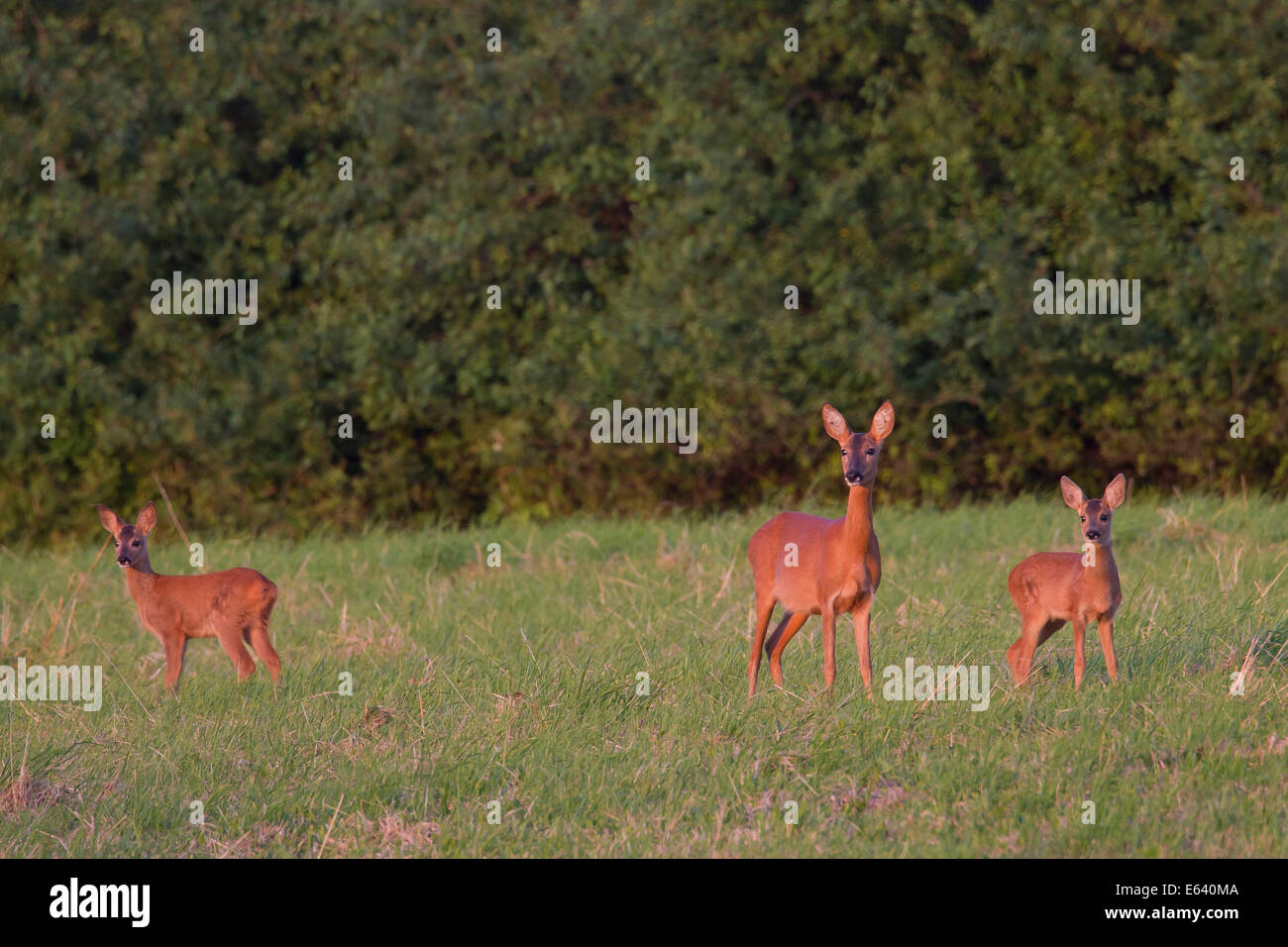 Roe Deer (Capreolus capreolus). Doe with two fawns on a meadow. Germany Stock Photo