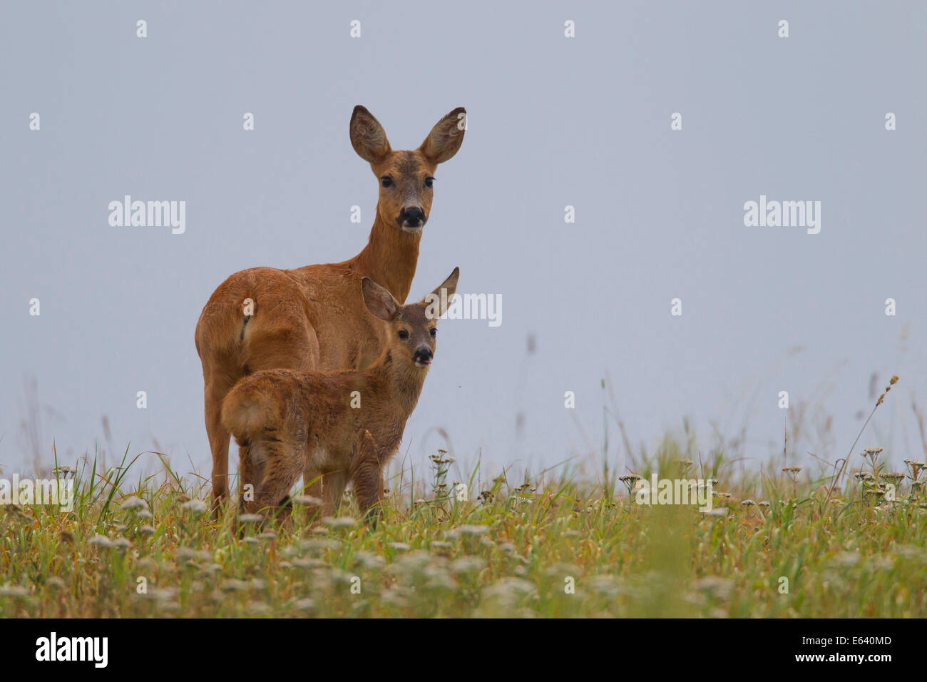 Roe Deer (Capreolus capreolus). Doe with fawn on a meadow. Sweden Stock Photo