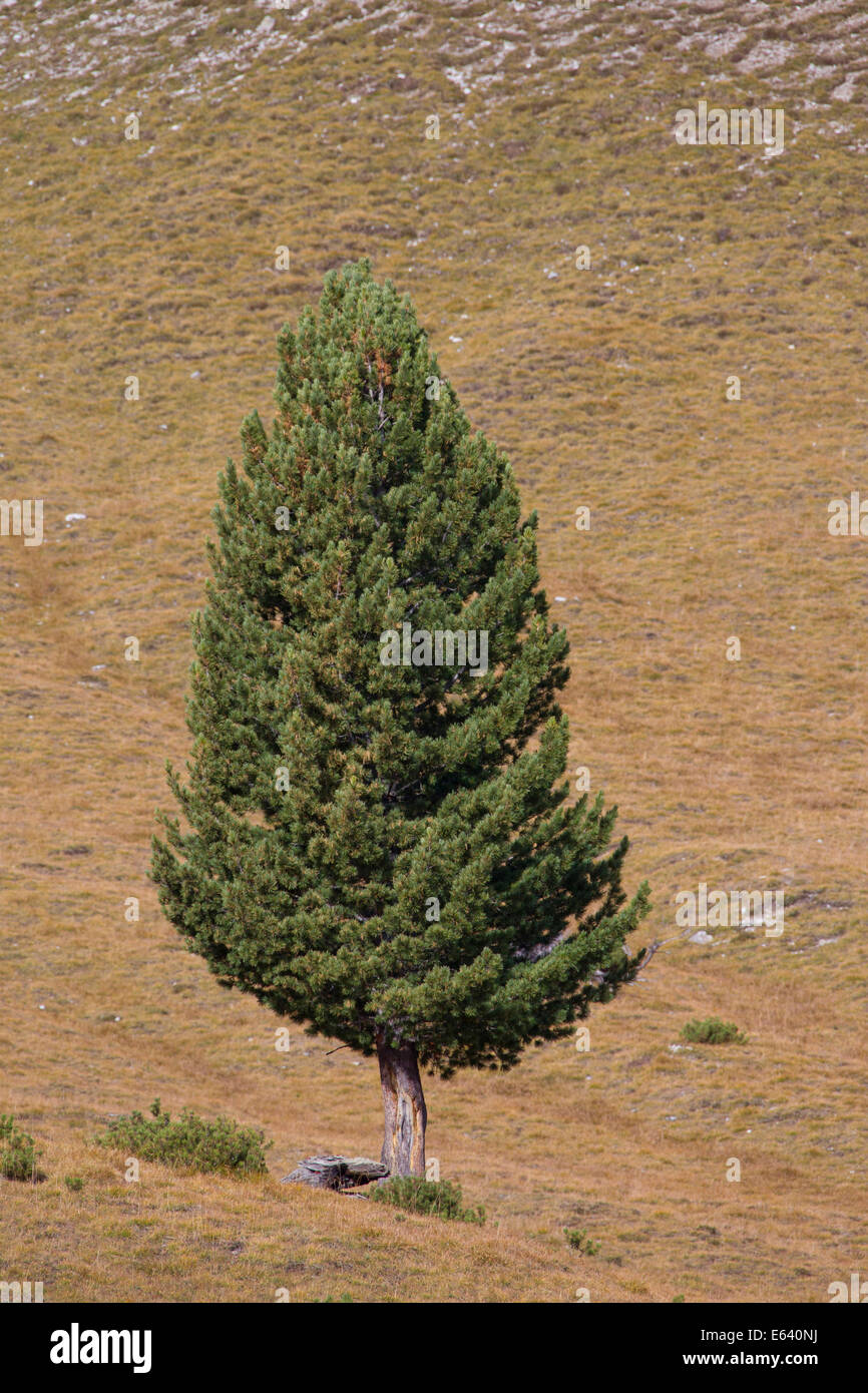 Swiss Pine (Pinus cembra), solitary tree. Graubuenden, Switzerland Stock Photo