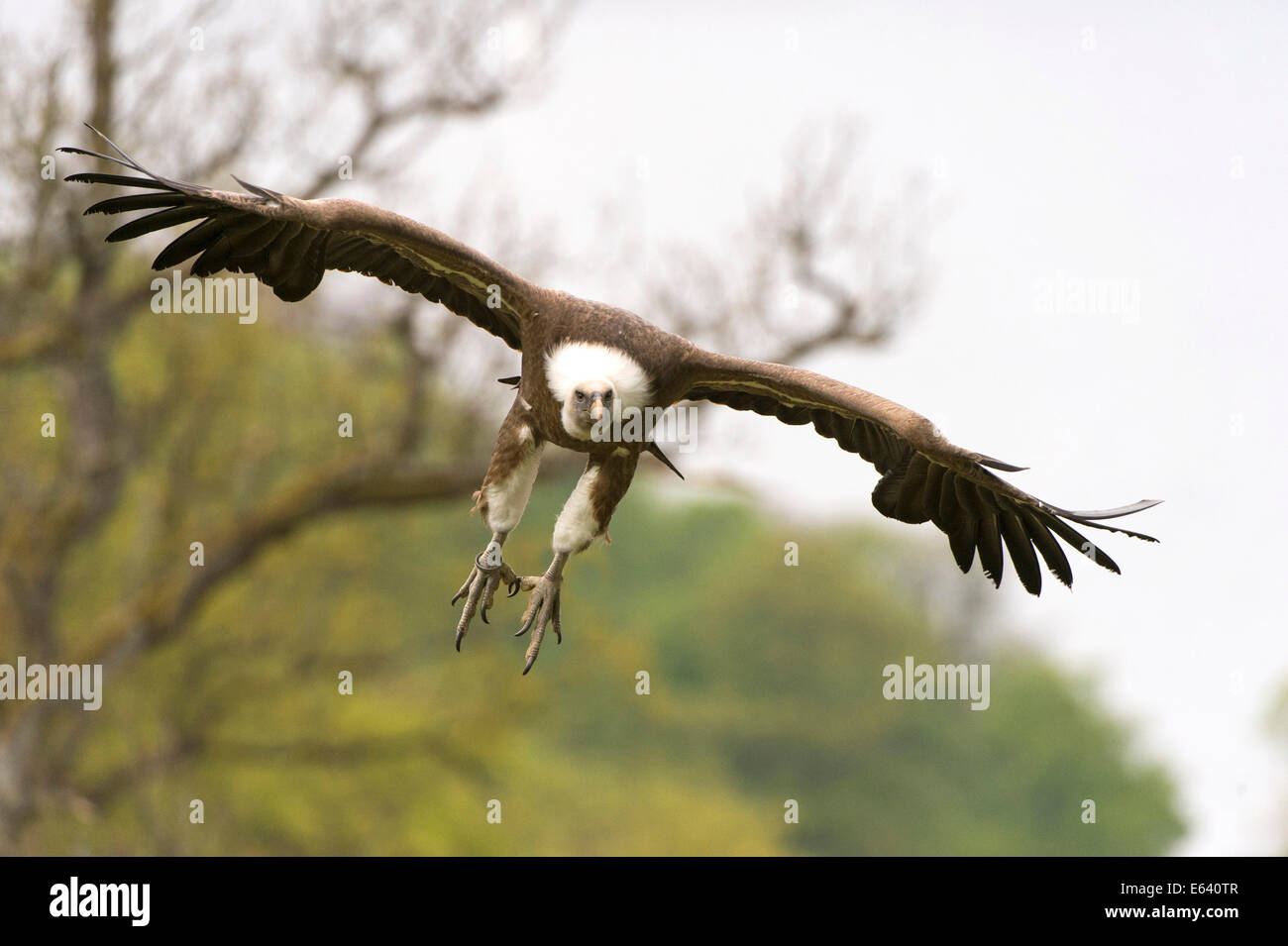 Griffon Vulture (Gyps fulvus) landing approach, Edersee Zoo, Edertal Valley, North Hesse, Hesse, Germany Stock Photo