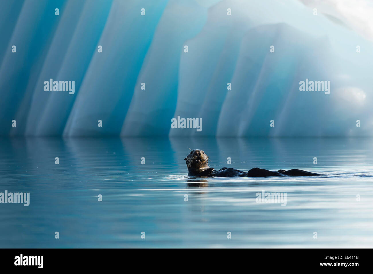 Sea Otter (Enhydra lutris) in front of an iceberg, College Fjord, Prince William Sound, Alaska Stock Photo