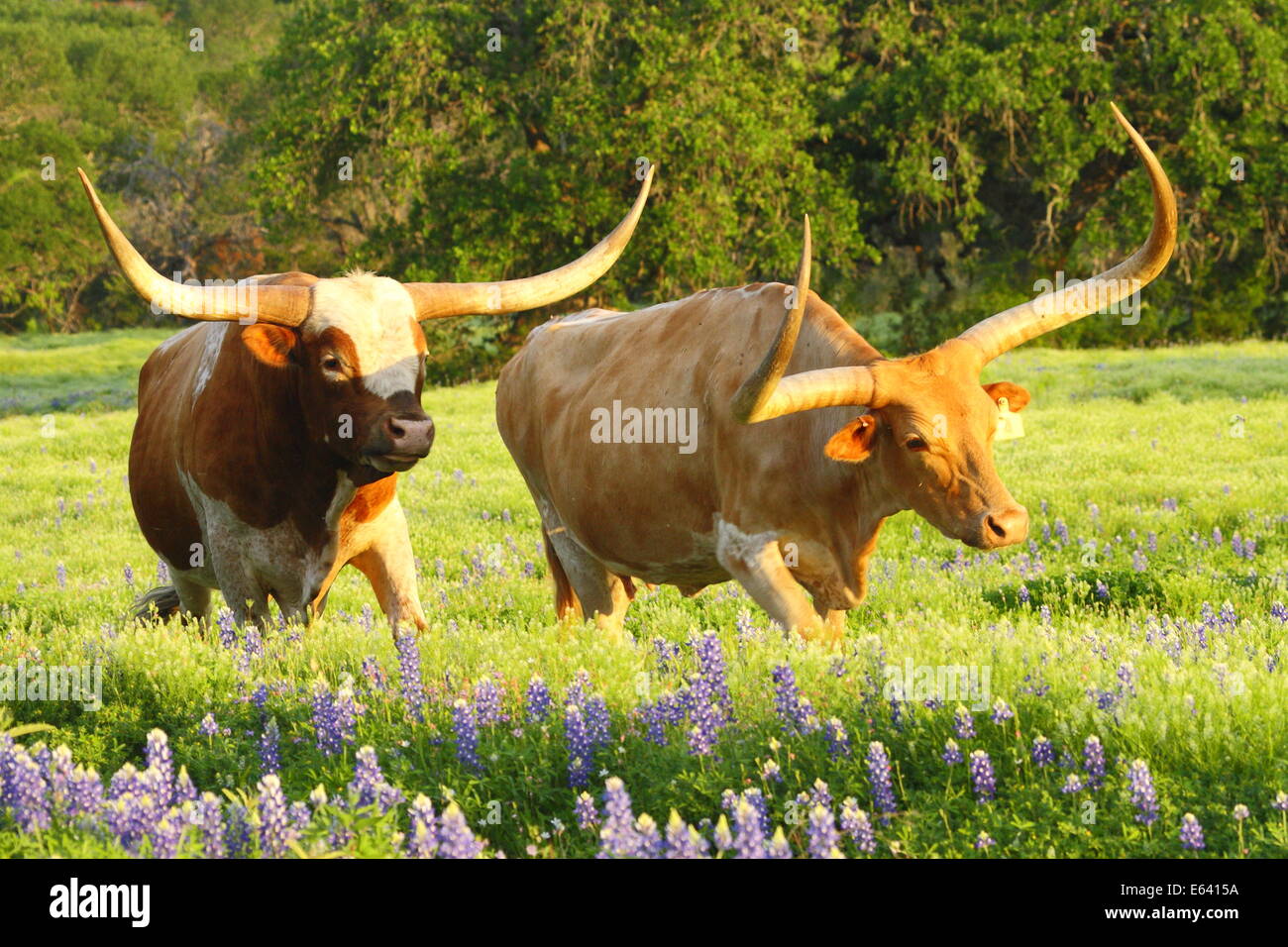 A Texas Longhorn bull courting a longhorn cow among bluebonnets in Spring. Stock Photo