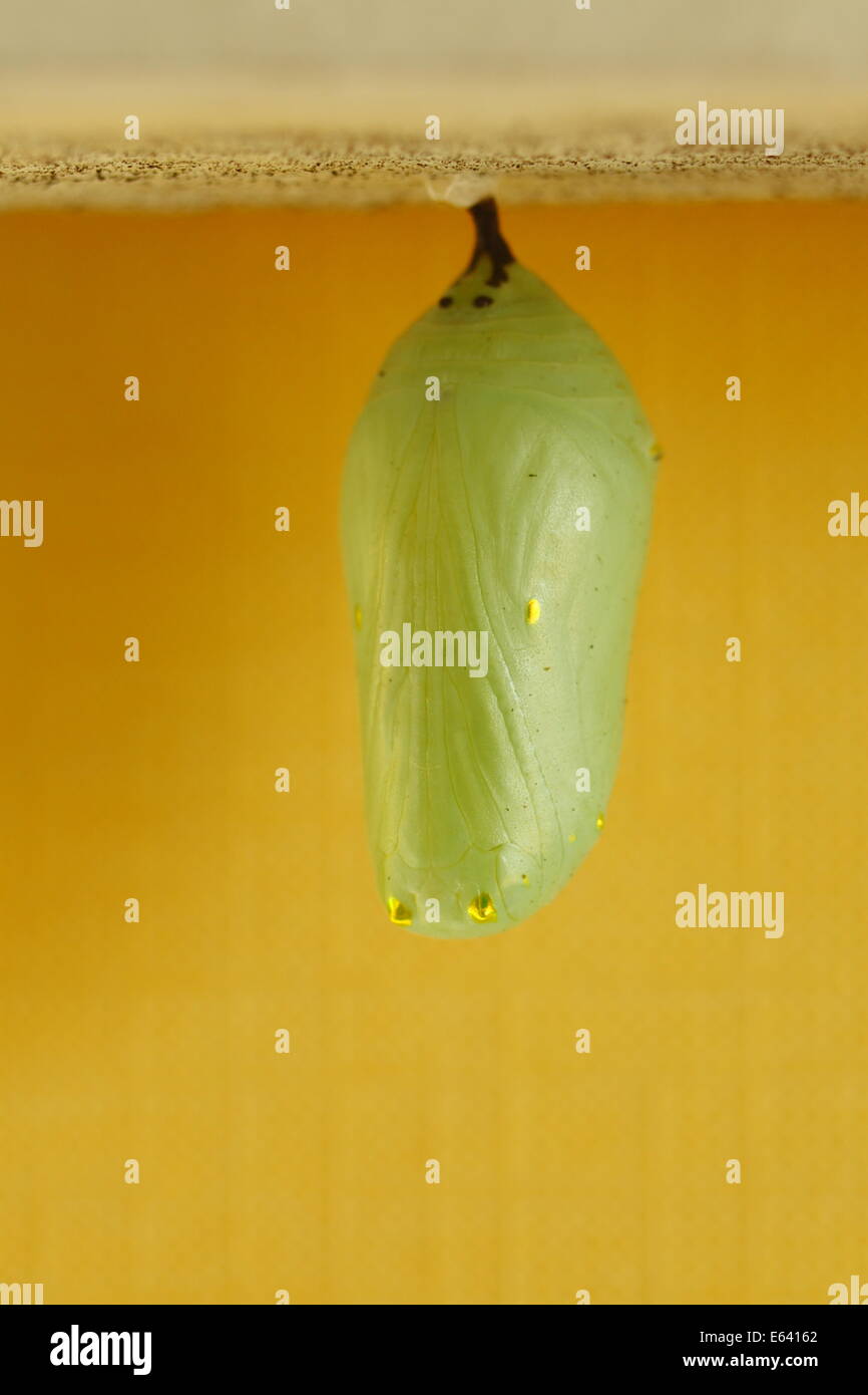 A pupa or chrysalis of the monarch butterfly. Stock Photo