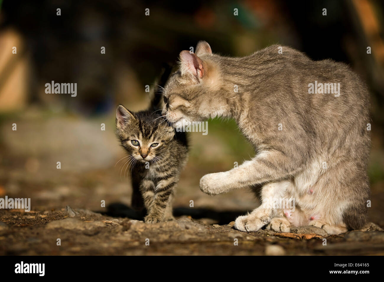 Mother cat preening her kitten, Germany Stock Photo Alamy