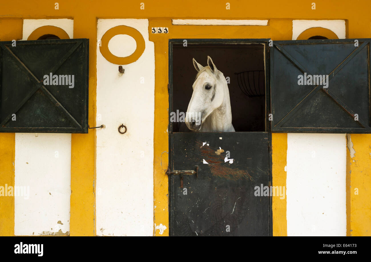 Mare in her box stall during the Feria del Caballo Horse Fair, Jerez de la Frontera, Cádiz province, Andalusia, Spain Stock Photo