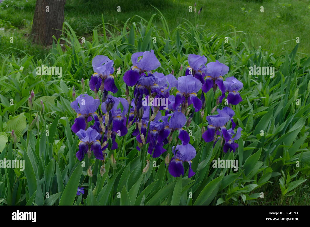 Purple iris flowers in garden Stock Photo - Alamy