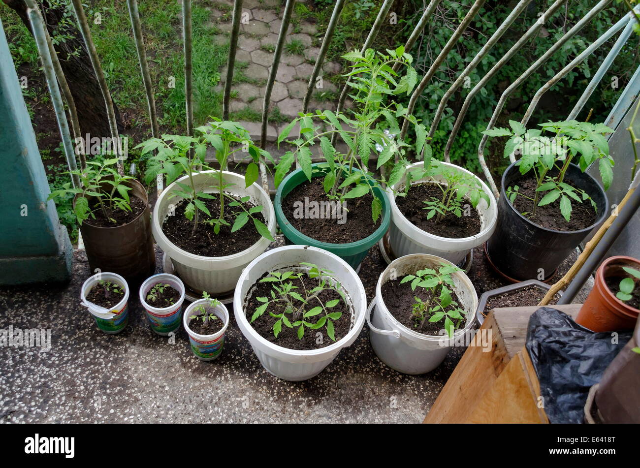 Tomato seedlings at balcony garden in apartment Stock Photo