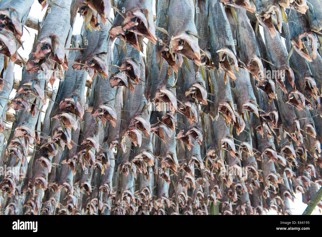 Dried cod, near Gimsøy, Vågan, Lofoten, Norway Stock Photo Alamy