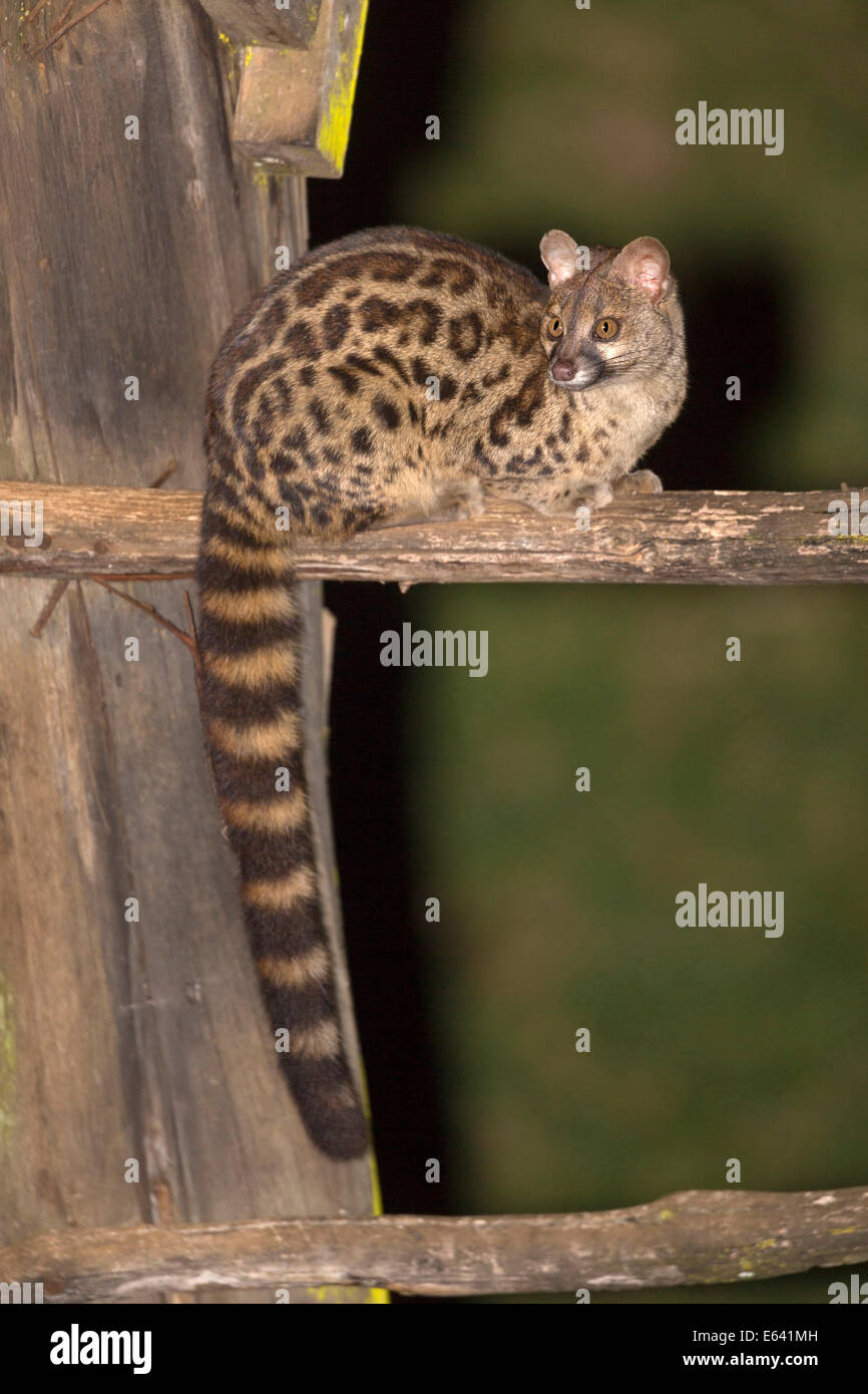 Largespotted maculata). Adult on a wooden beam at night