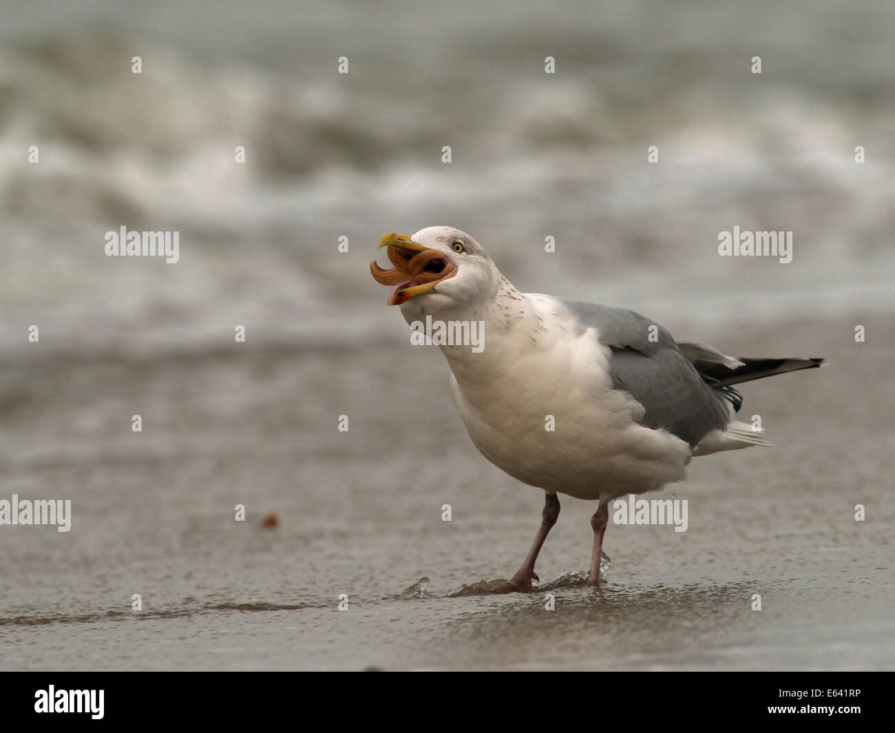 Herring Gull (Larus argentatus) eating a Common Starfish, Common