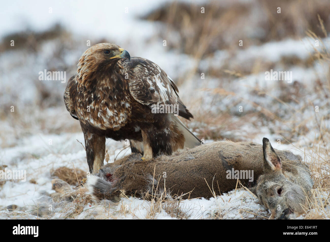 Golden Eagle Aquila Chrysaetos Adult At Roe Deer Carcass