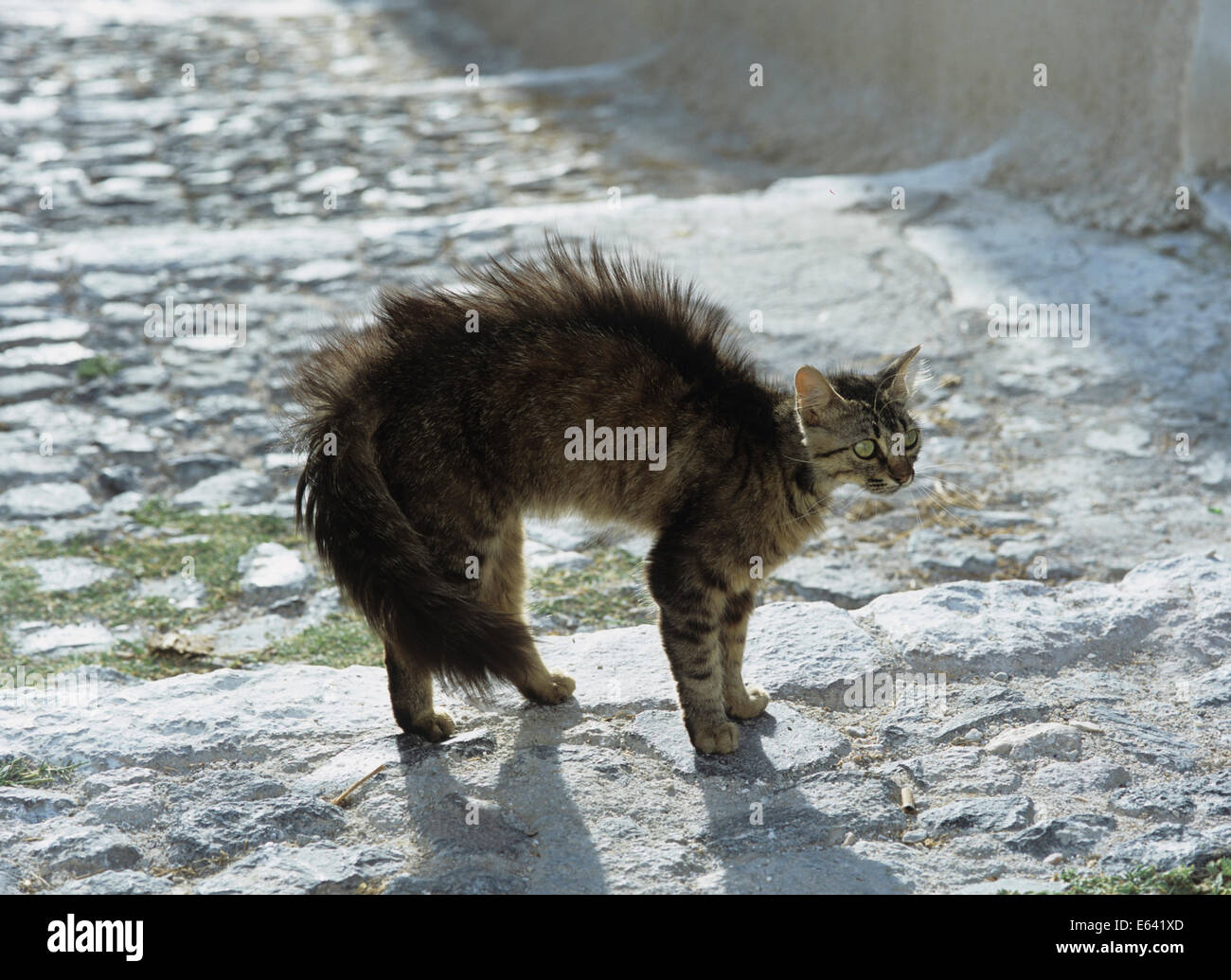 Domestic cat. Tabby cat threatening. Greece Stock Photo
