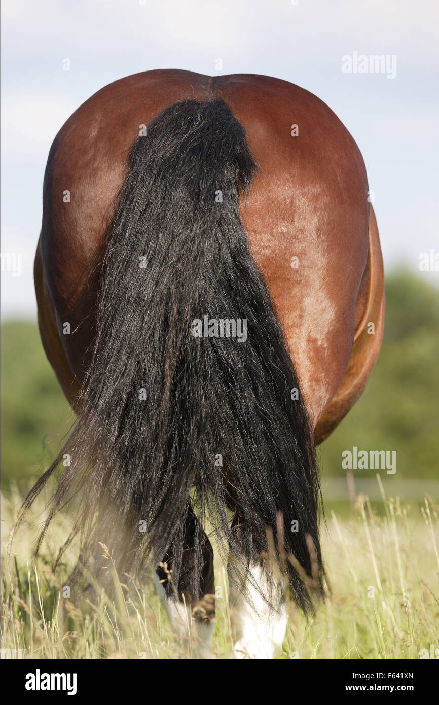 Shire Horse. Hindquarter of a bay stallion. Germany Stock Photo Alamy
