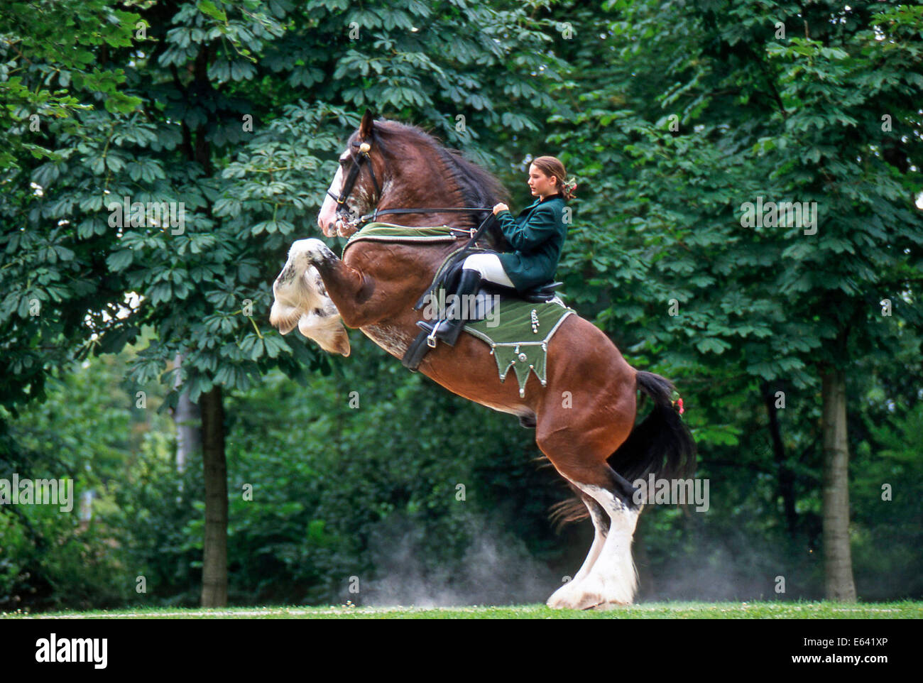 Shire Horse. Rider on a rearing horse. Germany Stock Photo Alamy