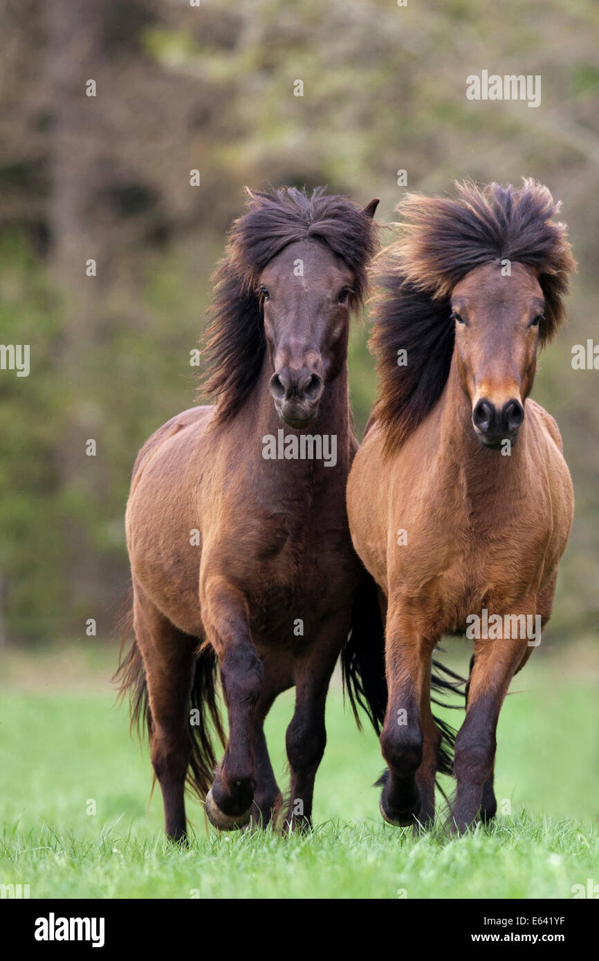 Islandic Horse. Two bay adults trotting on a pasture. Austria Stock Photo