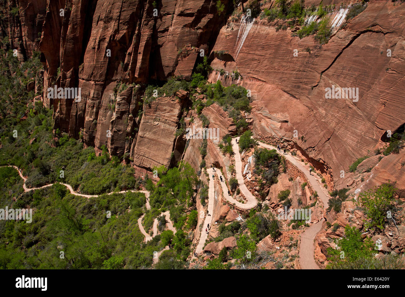 Hikers climbing up zigzag track out of Zion Canyon, up West Rim Trail Stock Photo 72618811 Alamy