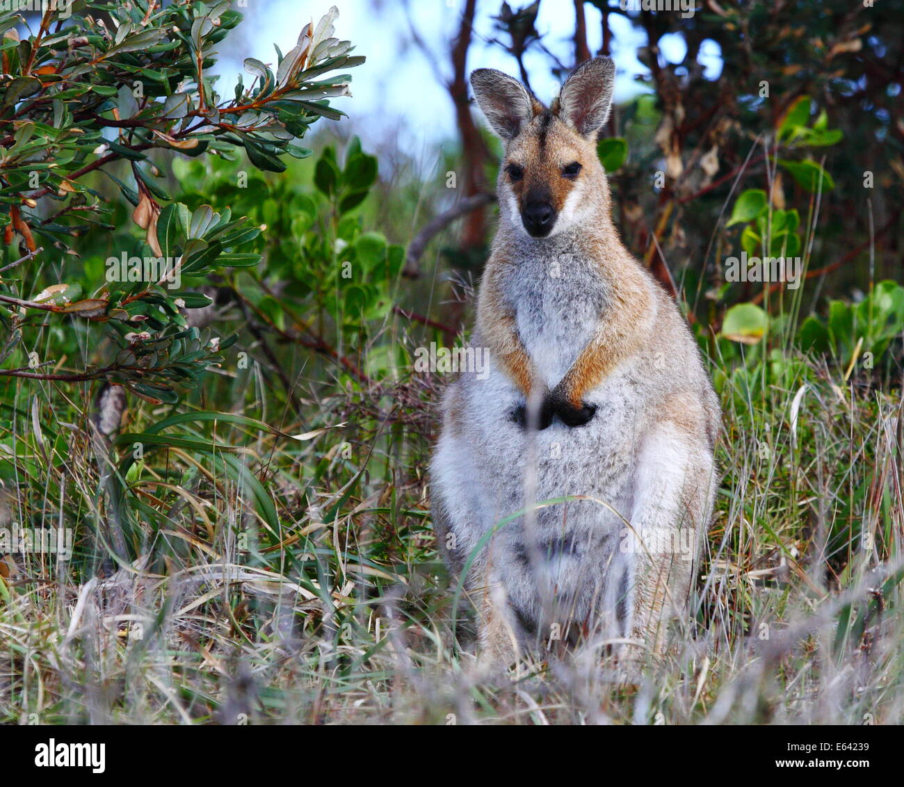 A female wallaby amongst coastal scrub in northern NSW, Australia. Stock Photo