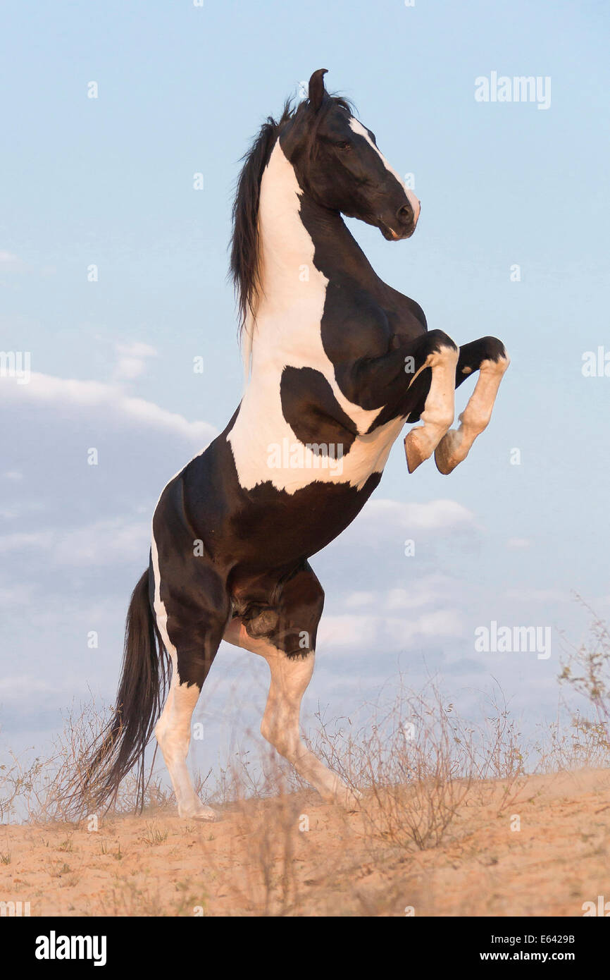 Marwari horse piebald stallion rearing hires stock photography and