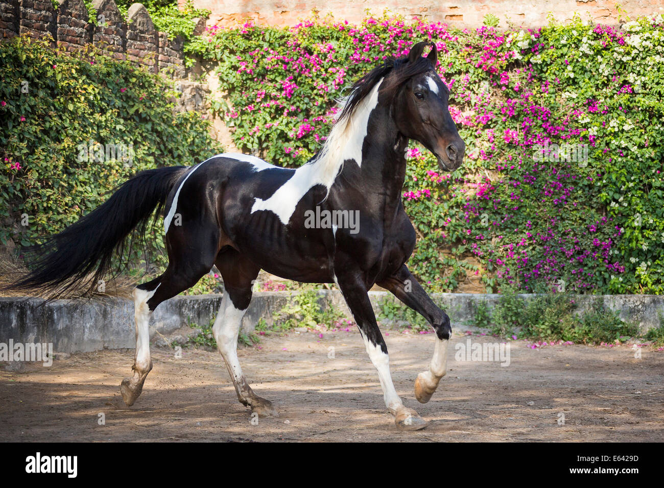 Marwari Horse. Piebald stallion trotting in a paddock. India Stock