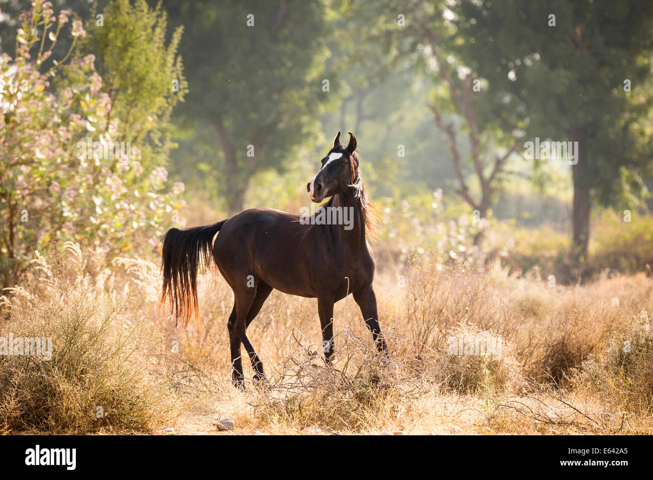 Marwari Horse. Black mare standing in dry vegetation. India Stock Photo