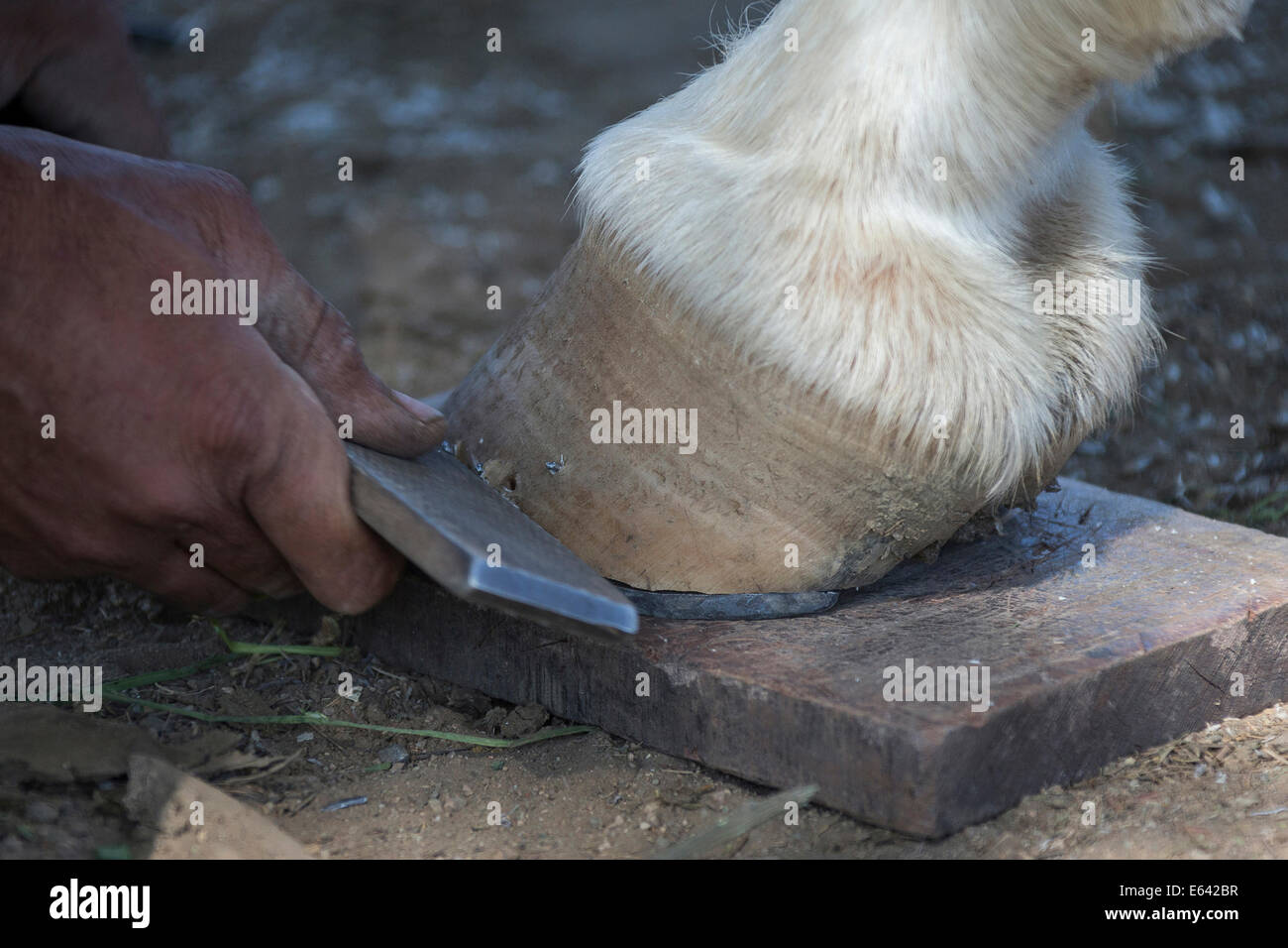 Marwari Horse. Farrier rasping a hoof. India Stock Photo Alamy
