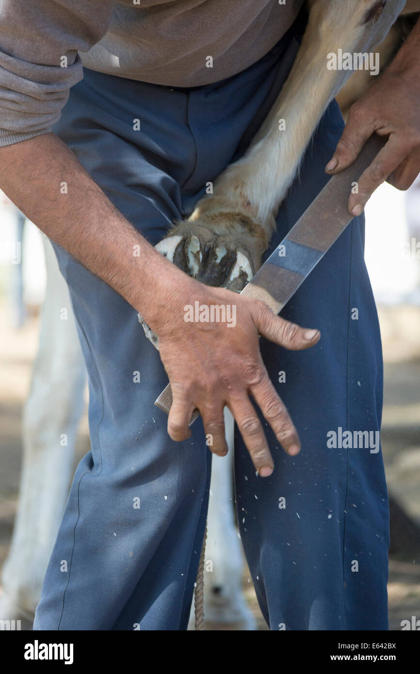 Marwari Horse. Farrier rasping a hoof. India Stock Photo Alamy