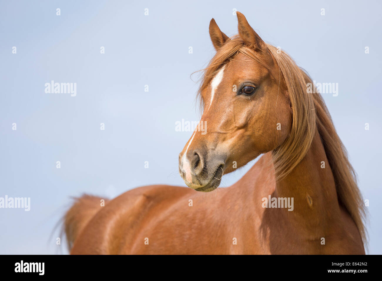 Welsh Pony (Section B). Portrait of chestnut mare. Germany Stock Photo
