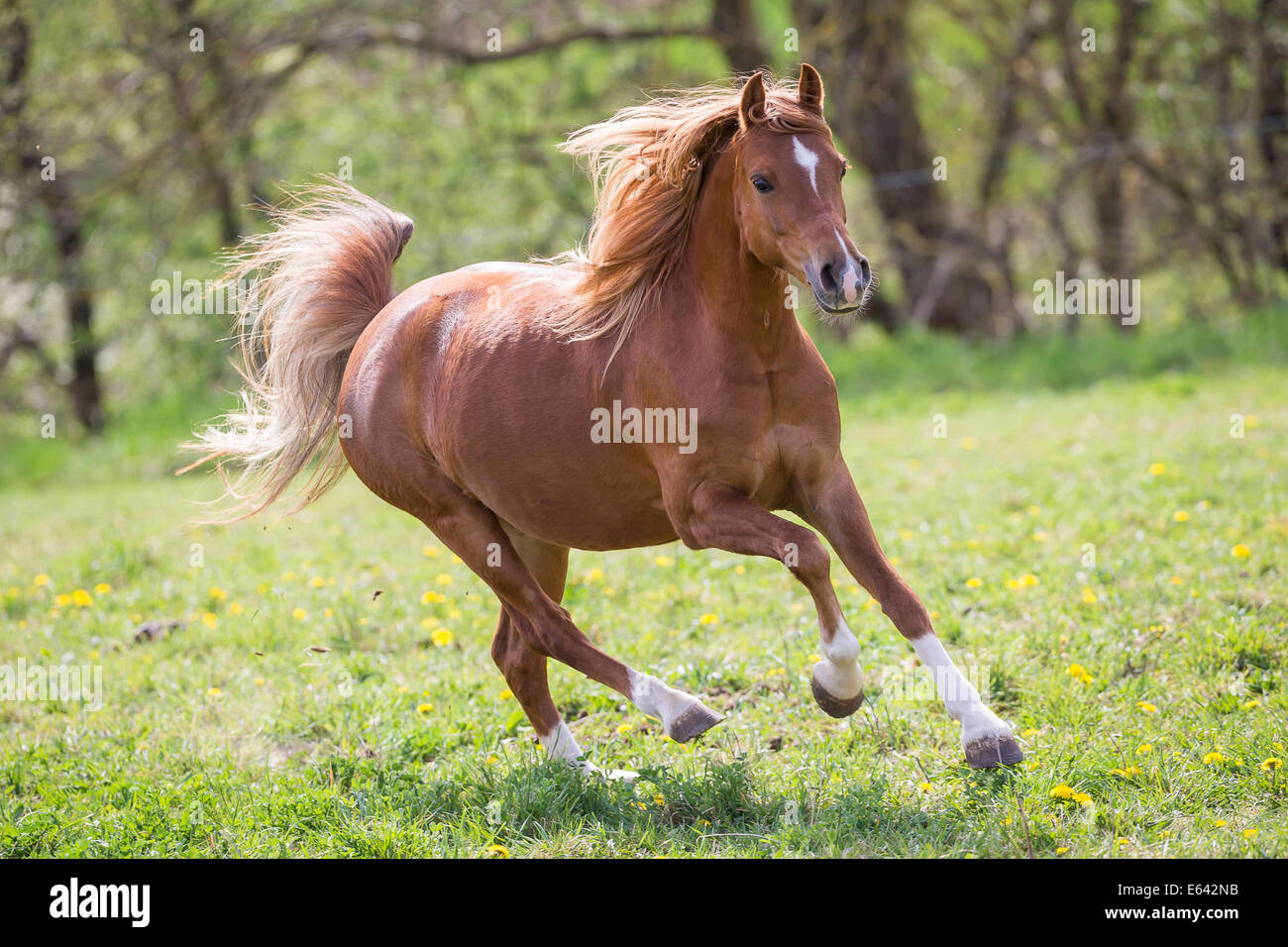 Welsh Pony (Section B). Chestnut mare galloping on a pasture in spring. Germany Stock Photo