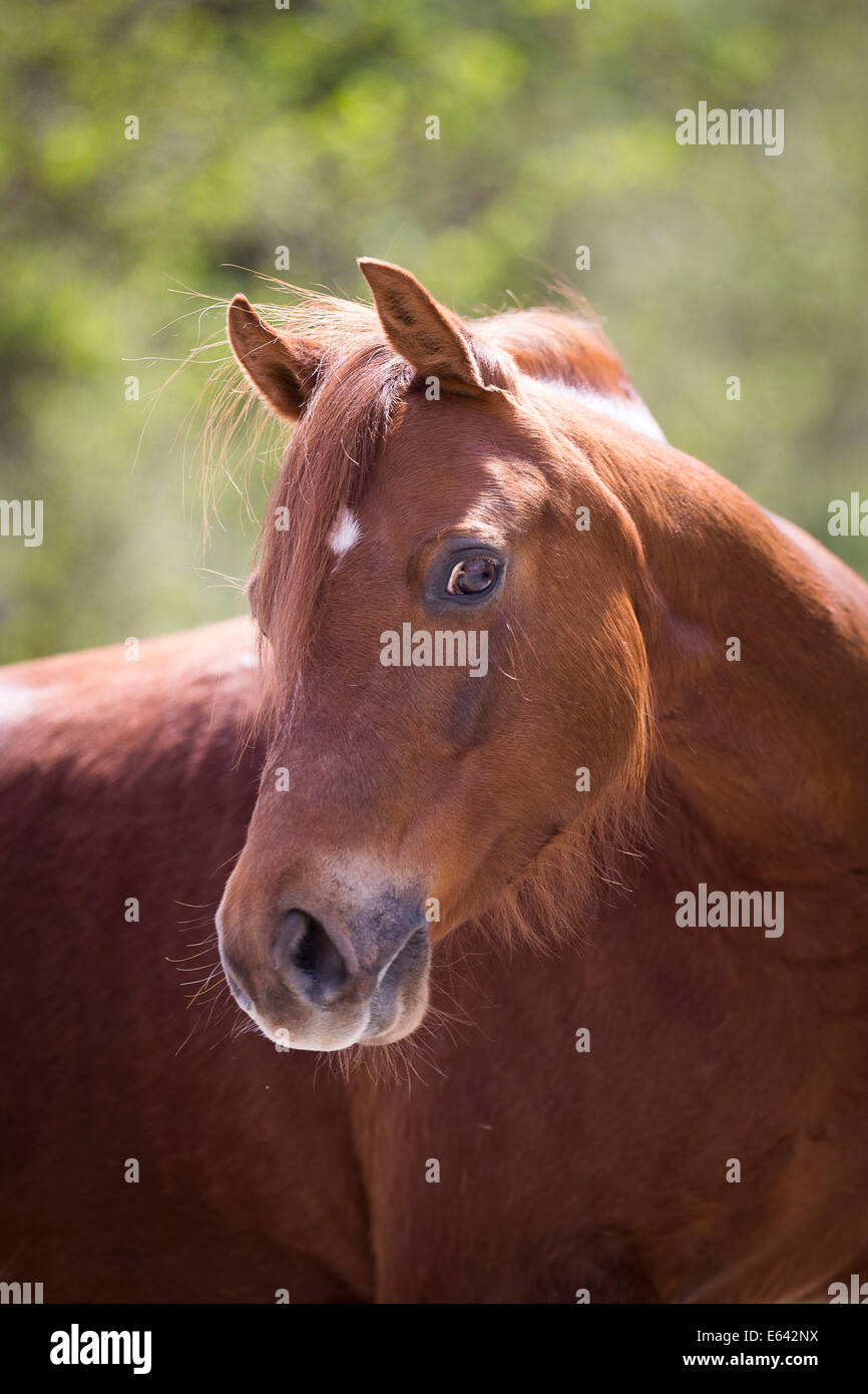 Welsh Pony (Section B). Portrait of chestnut mare. Germany Stock Photo