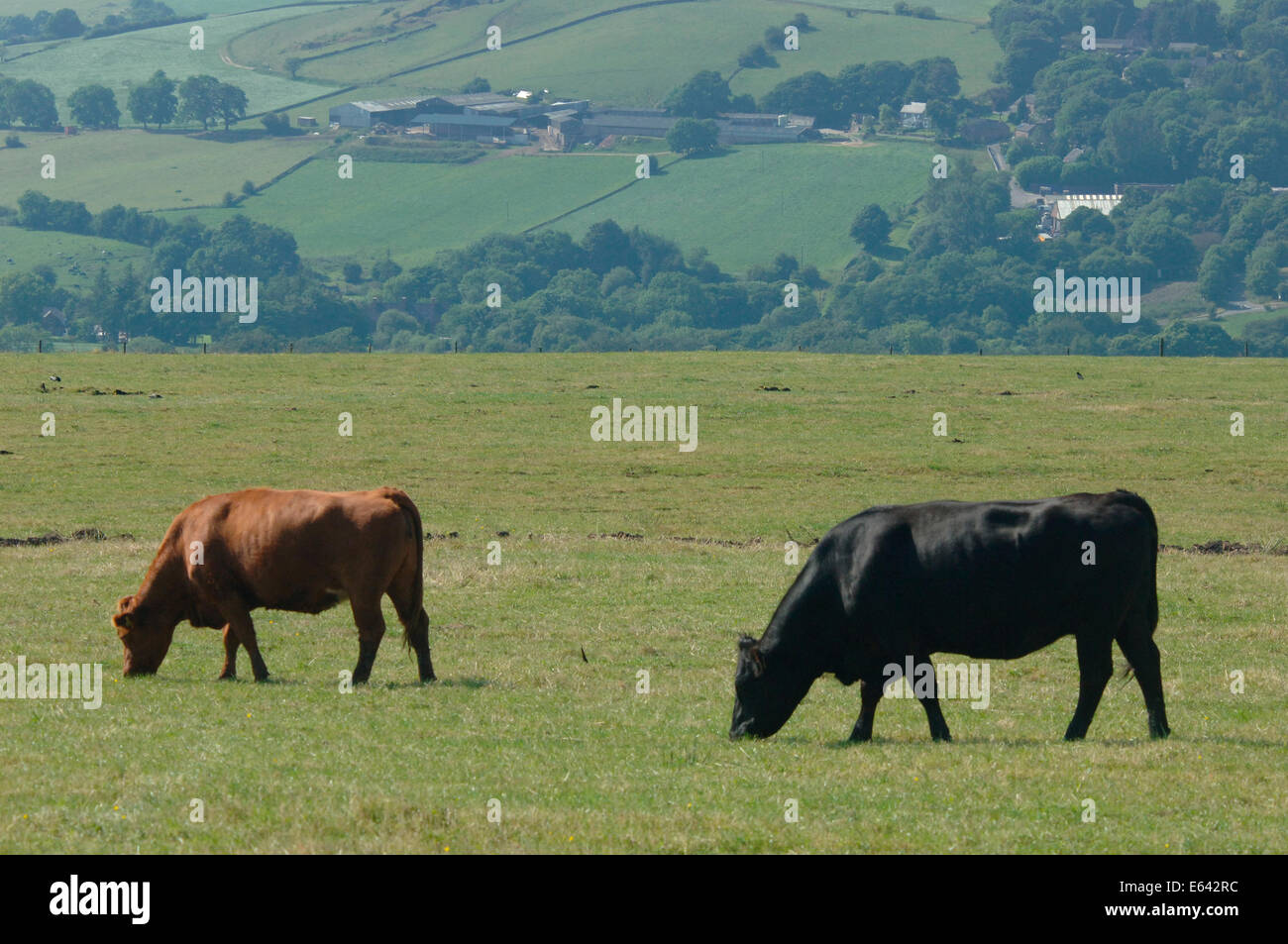 Field of cows grazing hi-res stock photography and images - Alamy