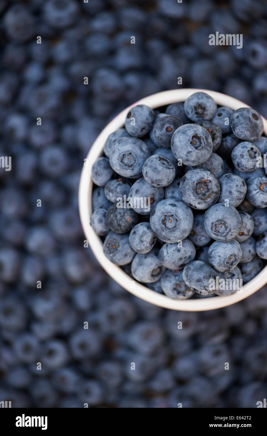 Pot of harvested blueberries Stock Photo Alamy